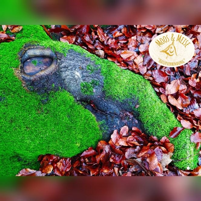 Eine mit Moos bewachsene Wurzel, die aussieht wie ein Tierkopf.