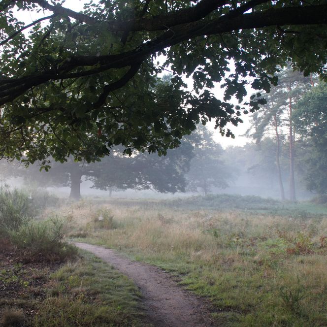 <p>Nebelverhangener Pfad in einem Waldstück bei Rösrath, umgeben von Bäumen und Grasflächen.</p>