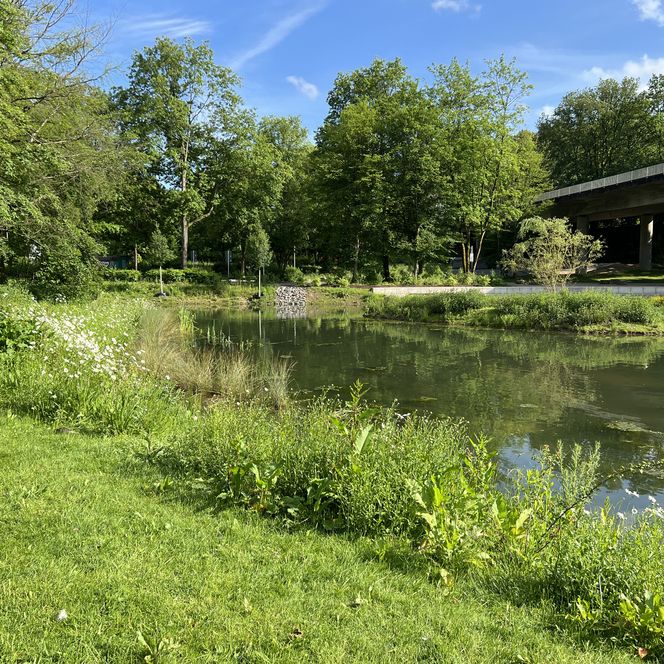 Grüne Wiese am Teichufer mit Bäumen und Brücke im Hintergrund, blauer Himmel darüber.