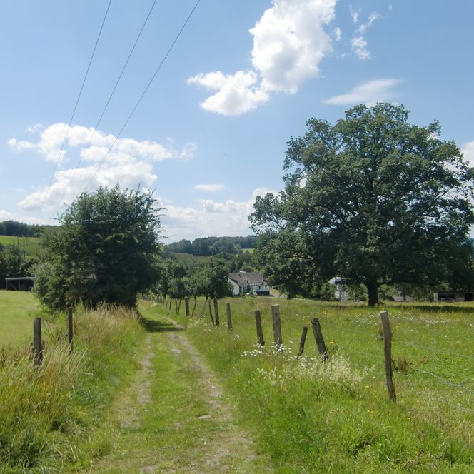Waldweg in ländlicher Umgebung bei Waldbröl, gesäumt von Wiesen und Bäumen unter blauem Himmel.