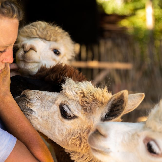 Alpakas und eine Frau interagieren liebevoll auf einem sonnigen Bauernhof in Much.