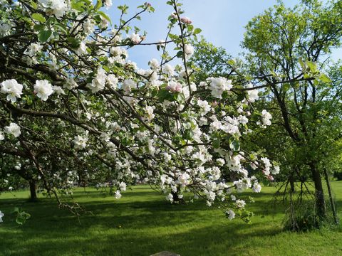 Obstwiese mit weiß blühenden Apfelbäumen