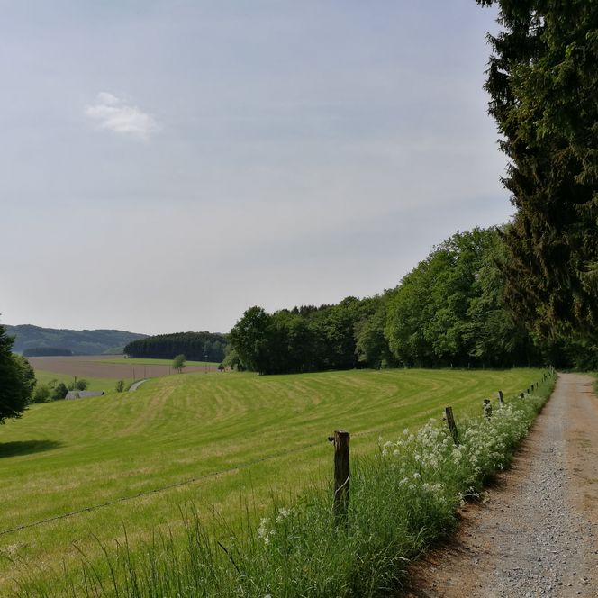 Weg am Waldrand mit grünen Wiesen, Baumreihe rechts und Hügeln in der Ferne unter klarem Himmel.