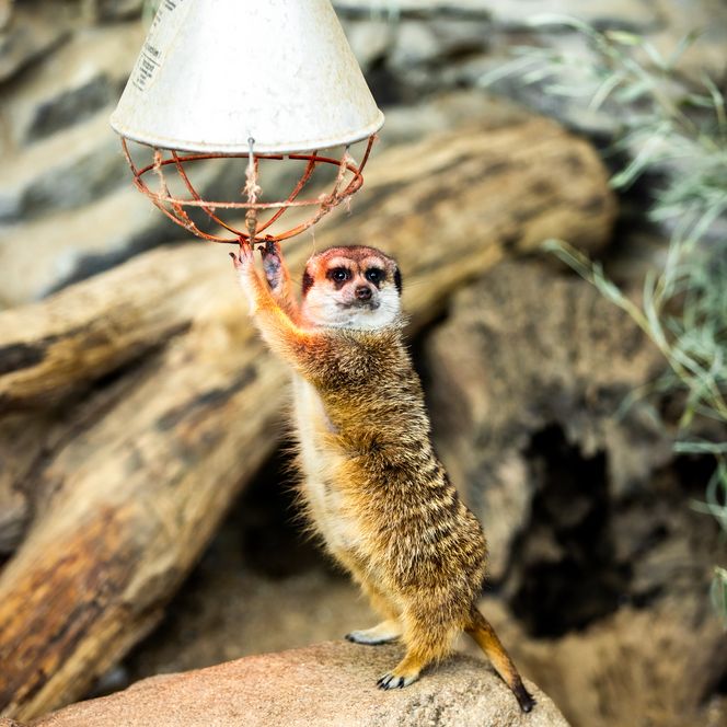 <p>Ein Erdmännchen steht auf einem Felsen und hält sich neugierig an einem über ihm hängenden Licht fest.</p>