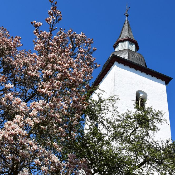 Der Kirchturm der evangelischen Kirche Nümbrecht neben blühendem Magnolienbaum unter klarem Himmel.