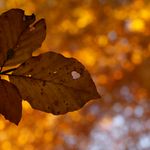 Herbstlaub vor einem goldenen, leuchtenden Bokeh-Hintergrund, symbolisierend den Herbstzauber.