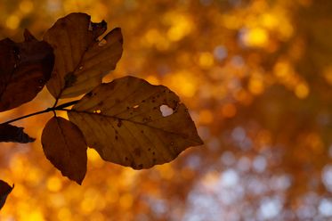 Herbstlaub vor einem goldenen, leuchtenden Bokeh-Hintergrund, symbolisierend den Herbstzauber.