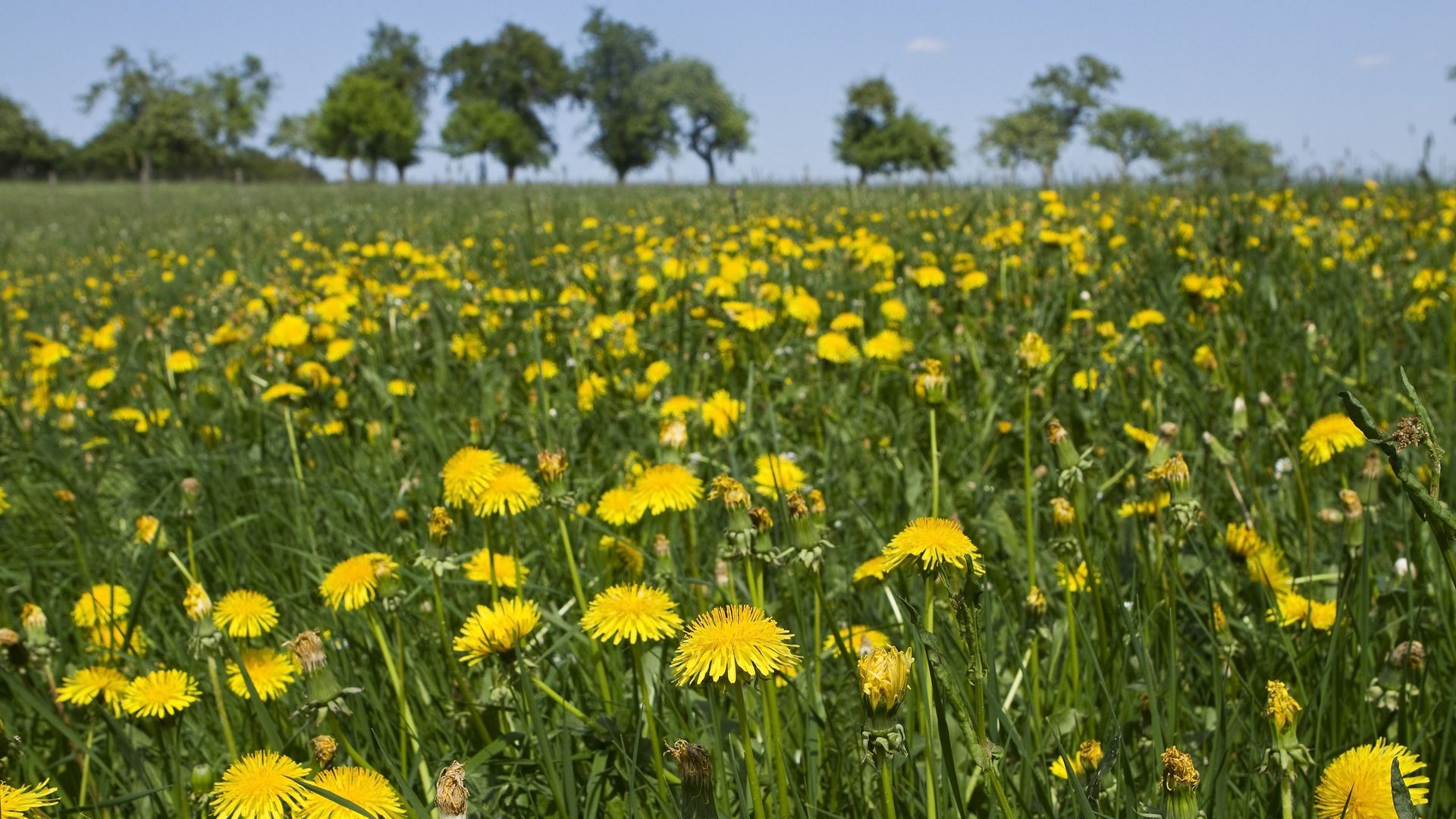 Blick auf eine Wiese mit vielen gelben Löwenzahnblüten. Im Hintergrund sind unscharf ein paar Bäume zu erkennen.