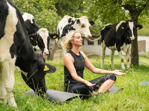 Dame beim Yoga auf der Wiese bekommt Besuch von einer schwarz-weißen Kuh