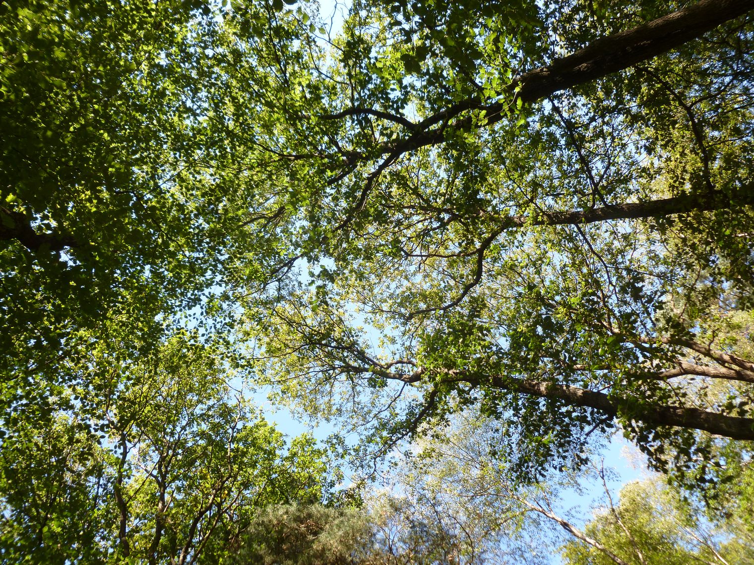 Blätterdach aus grünen Baumkronen, durch das blauer Himmel hindurchschimmert.