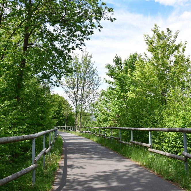 Ein asphaltierter Radweg führt durch eine grüne Baumallee unter blauem Himmel.