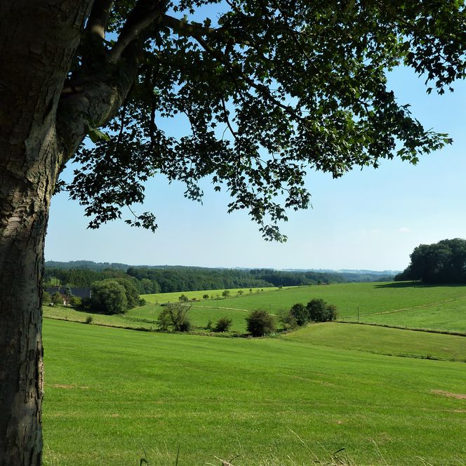 Grüne Wiesenlandschaft in Oberösterreich, mit weitem Blick unter einem schattenspendenden Baum.