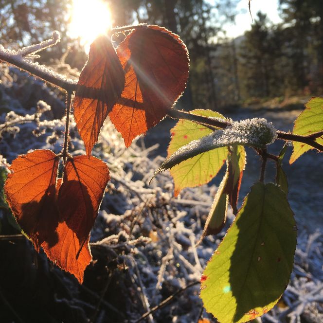 Herbstlicher Zweig mit bunten Blättern und Raureif im Sonnenlicht in winterlicher Landschaft.