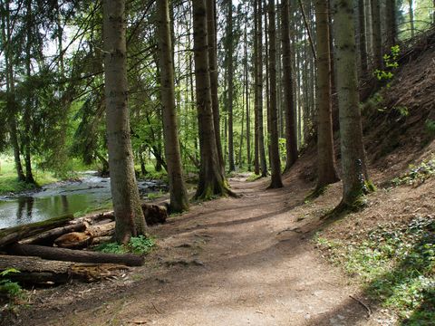 Wanderweg durch den Wald, links fließt der Eifgenbach nebenher