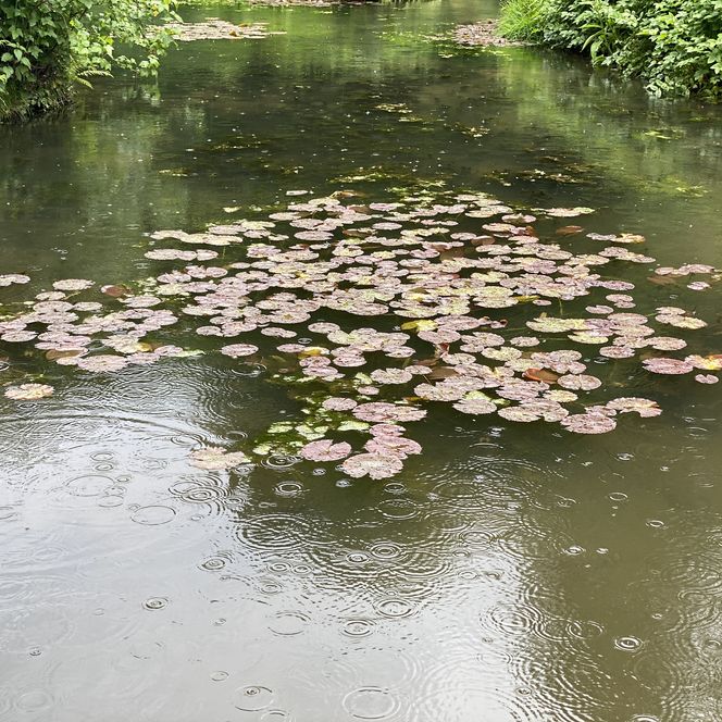 Seerosenblätter schwimmen auf einem ruhigen, mit Regentropfen bedeckten Teich, umgeben von grüner Vegetation.