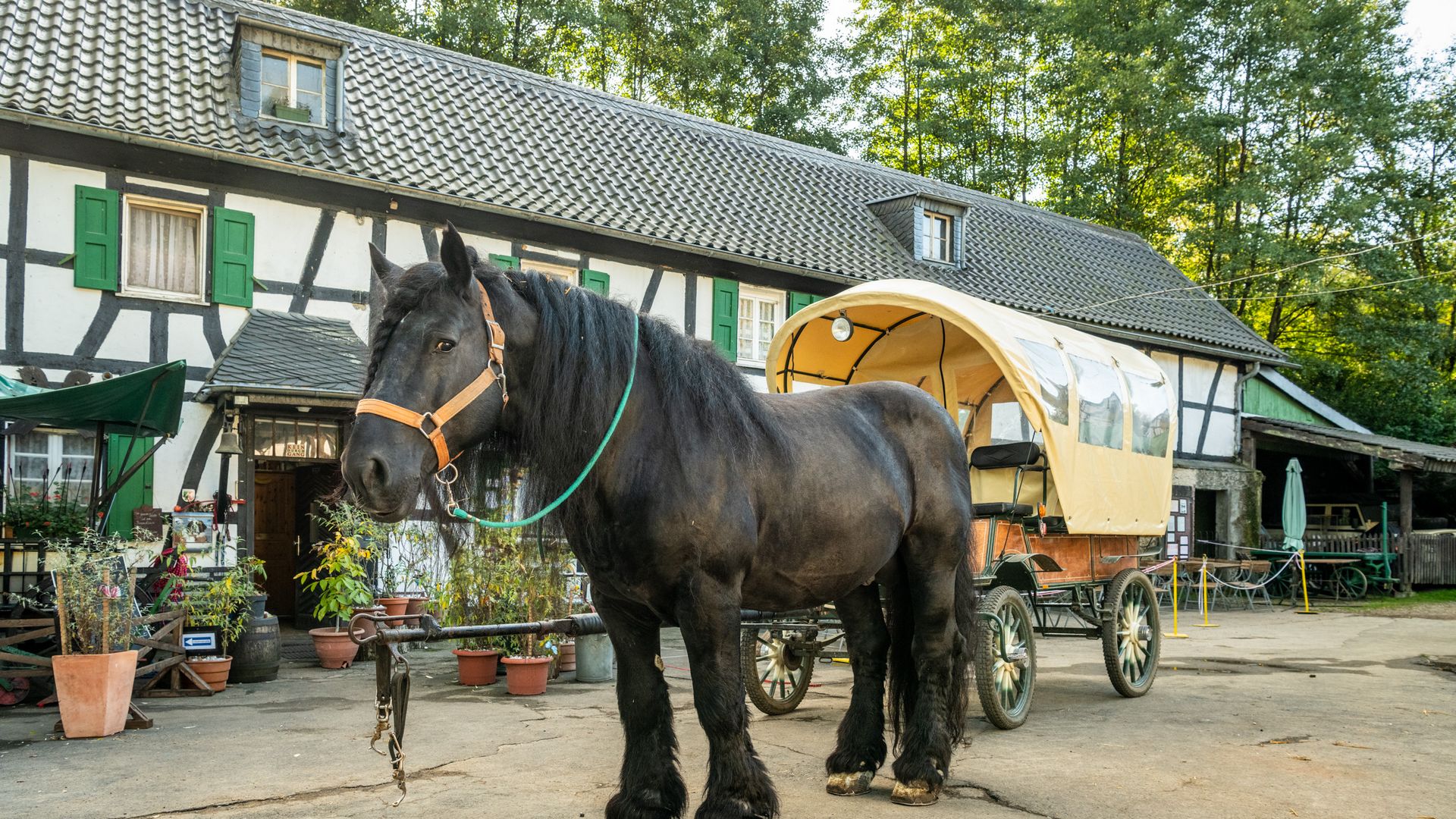 Ein schwarzes Pferd steht vor einem Planwagen vor einem Fachwerkhaus. 