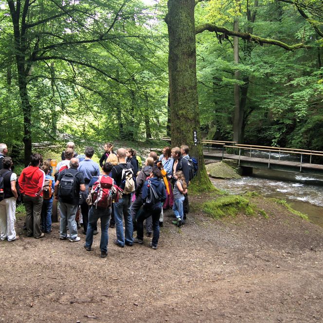 Wandergruppe steht neben einem Bach im Wald.